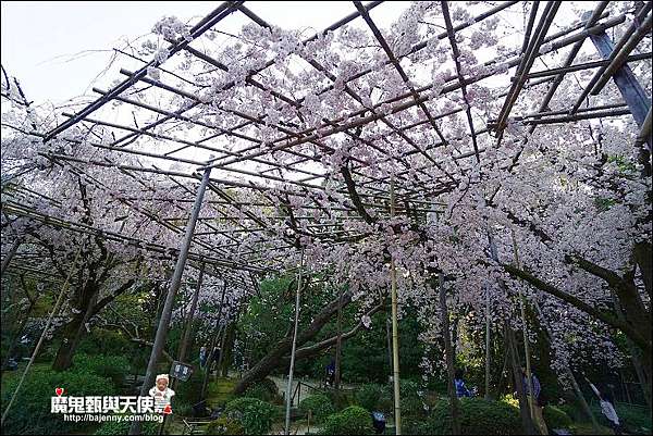 關西 京都 平安神宮櫻花盛開 夜櫻加碼音樂會超強組合 18 4 2最新花況 平等院夜櫻4 5 4 9期間限定 魔鬼甄與天使嘉 痞客邦 關西 京都 平安神宮櫻花盛開 夜櫻加碼音樂會超強組合 18 4 2最新花況 平等院夜櫻4 5 4 9期間限定 魔鬼甄與天使嘉 痞客邦