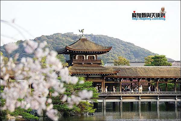 關西 京都 平安神宮櫻花盛開 夜櫻加碼音樂會超強組合 18 4 2最新花況 平等院夜櫻4 5 4 9期間限定 魔鬼甄與天使嘉 痞客邦
