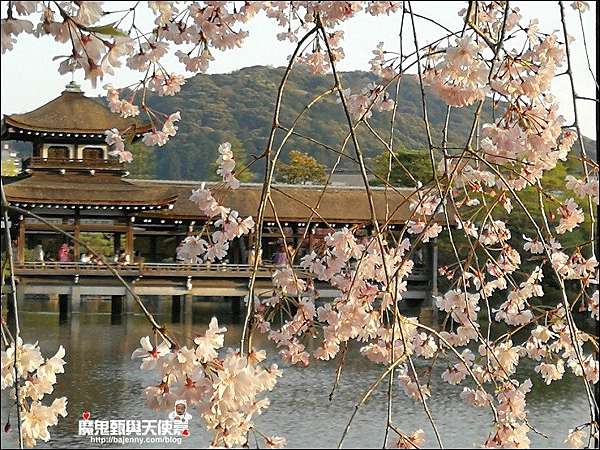 關西 京都 平安神宮櫻花盛開 夜櫻加碼音樂會超強組合 18 4 2最新花況 平等院夜櫻4 5 4 9期間限定 魔鬼甄與天使嘉 痞客邦 關西 京都 平安神宮櫻花盛開 夜櫻加碼音樂會超強組合 18 4 2最新花況 平等院夜櫻4 5 4 9期間限定 魔鬼甄與天使嘉 痞客邦