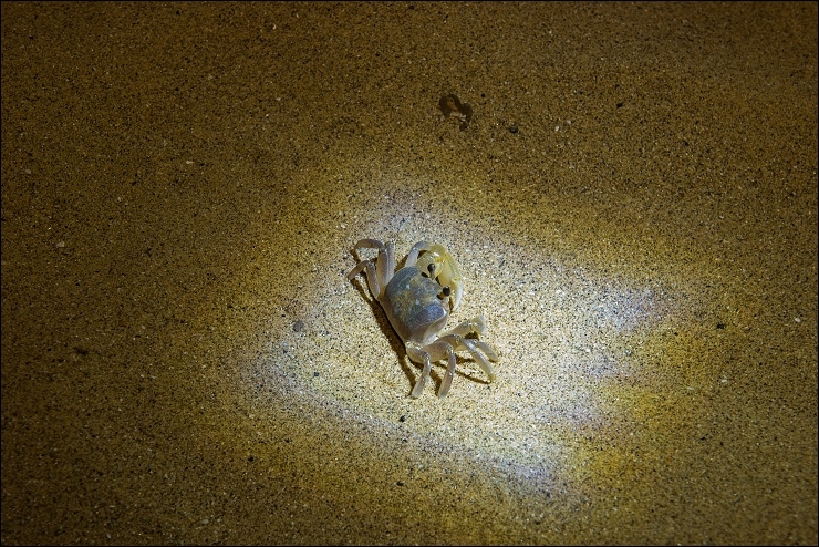 夜訪沙蟹2.jpg 夜訪沙蟹2.jpg