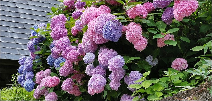 日本山形 日本山形