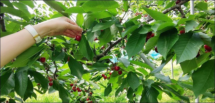 日本山形 日本山形