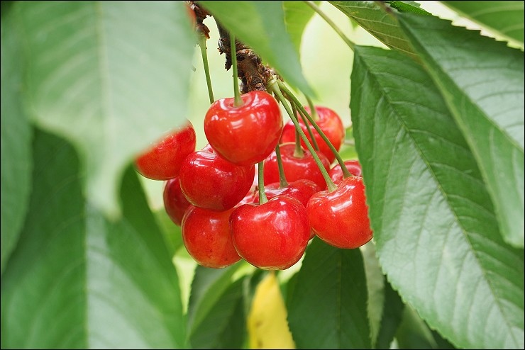 日本山形 日本山形