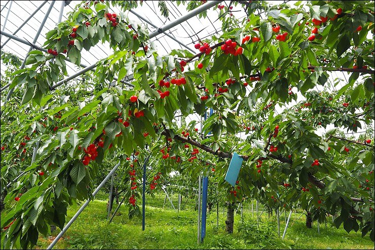 日本山形 日本山形