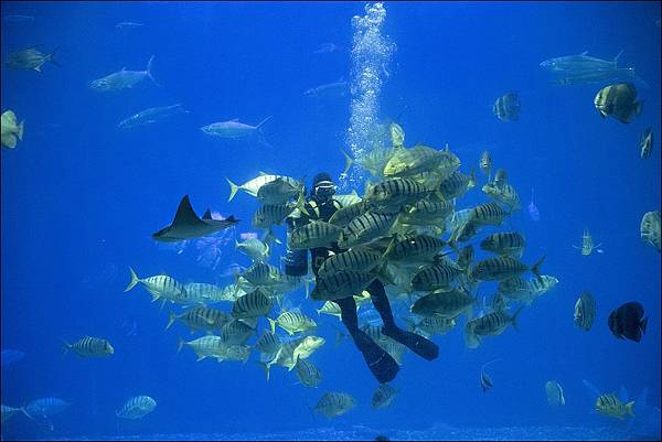 活動_夜宿專場_大洋池餵食解說-1.jpg