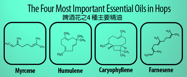 Hop oils.jpg Hop oils.jpg