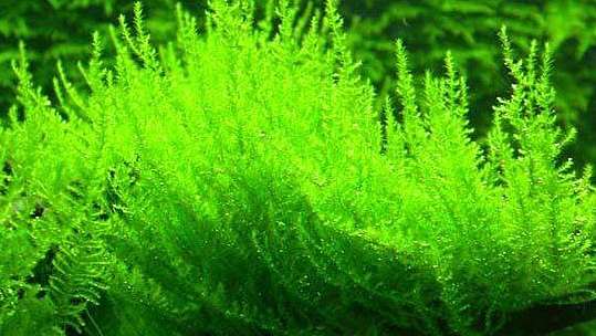造景水草 前景的水草怎麼養 上 風生水起 燈 好運balan Xing 的部落格 痞客邦 造景水草 前景的水草怎麼養 上 風生水起 燈 好運balan Xing 的部落格 痞客邦