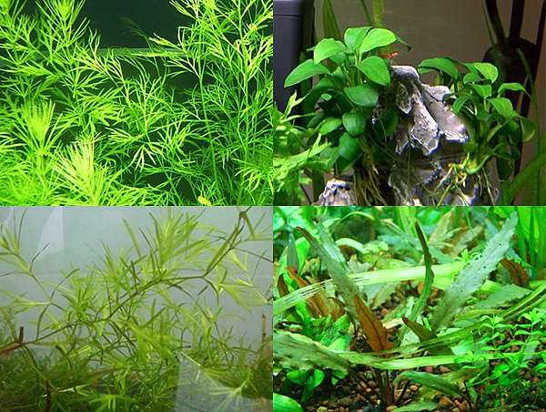 造景水草 中景的水草怎麼選 風生水起 燈 好運balan Xing 的部落格 痞客邦