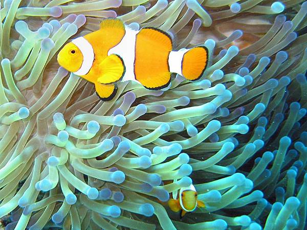 clownfish-585473_960_720.jpg