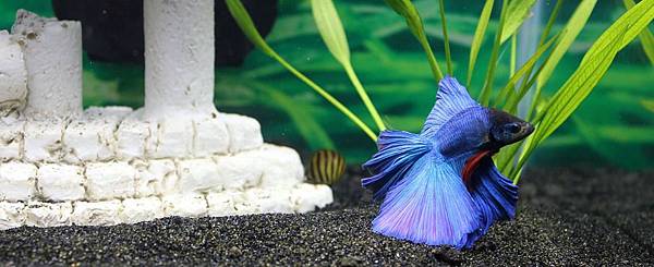 betta-1305203_960_720.jpg