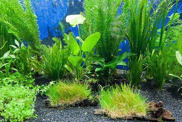 aquarium-plants.jpg