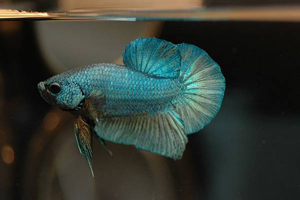 DVJ_Betta_splendens_003.jpg