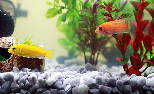 fish-961953_960_720.jpg fish-961953_960_720.jpg