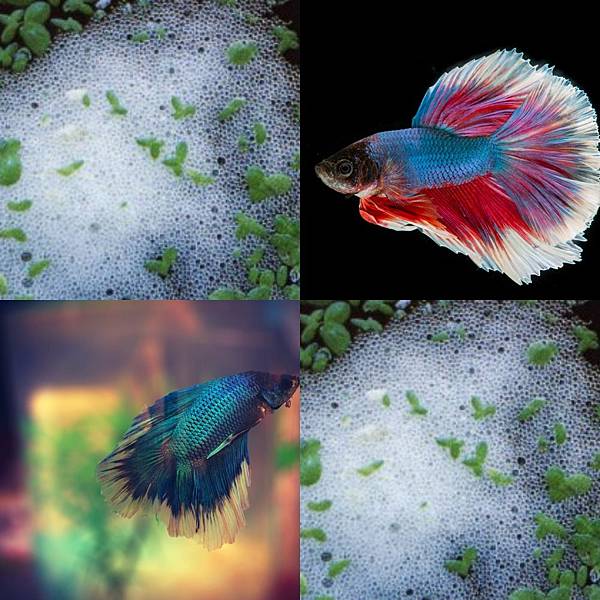 如何繁殖鬥魚 繁殖篇 風生水起 燈 好運balan Xing 的部落格 痞客邦