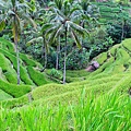 Tegallalang-ricefields.jpg