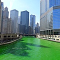 Dyeing the Chicago River
