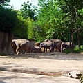 大象家族