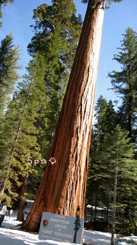 Yosemite Mariposa Grove 紅衫巨木林 Spa初心 台丸 痞客邦 Yosemite Mariposa Grove 紅衫巨木林 Spa初心 台丸 痞客邦