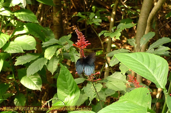 P1060357.jpg