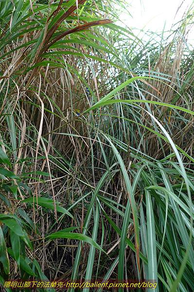 P1260636.jpg P1260636.jpg