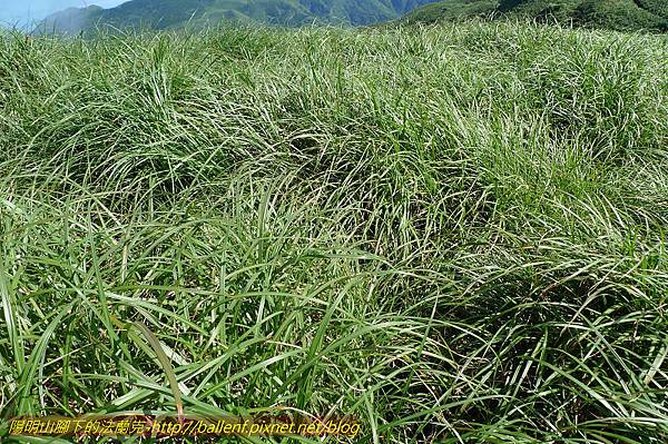 P1260664.jpg P1260664.jpg