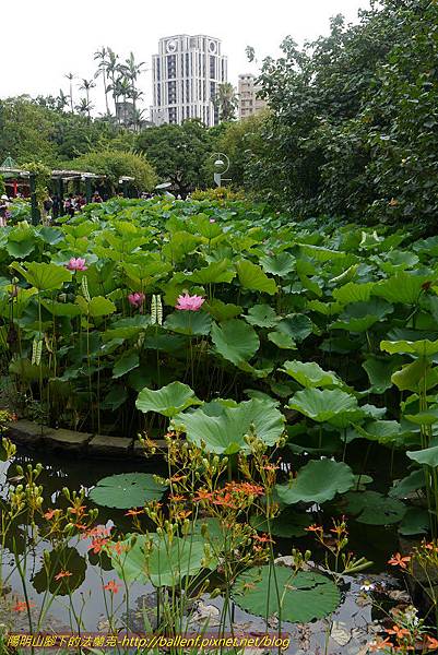 P1090149-1 P1090149-1