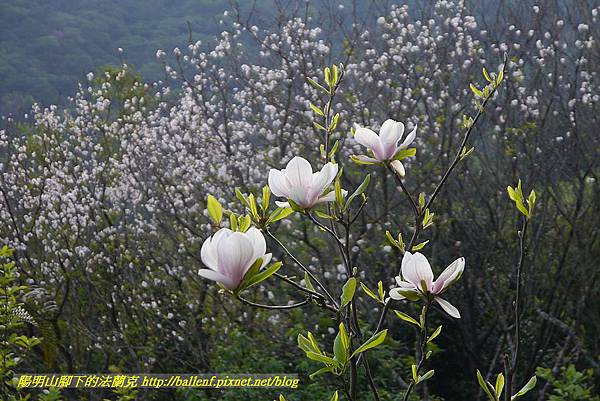 P1290985-1 P1290985-1