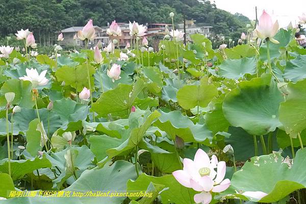 P1360569.jpg P1360569.jpg