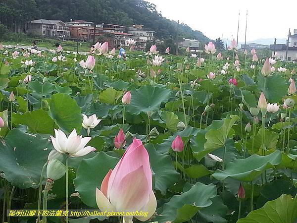 P1360576-1.jpg P1360576-1.jpg