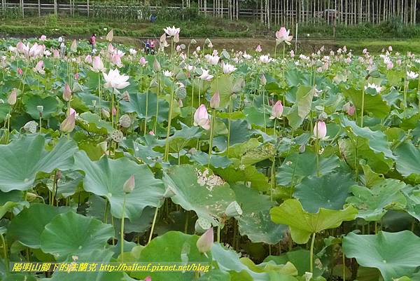 P1360581.jpg P1360581.jpg