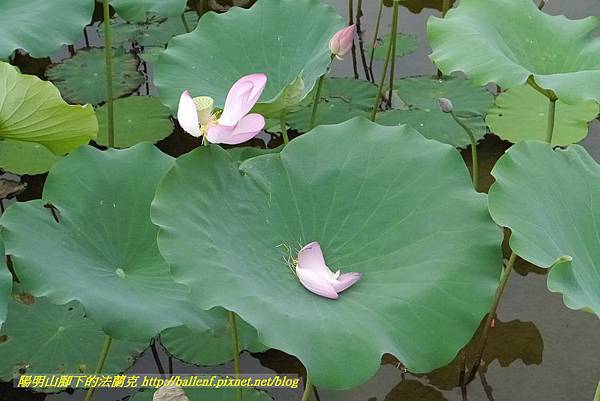 P1360590.jpg P1360590.jpg