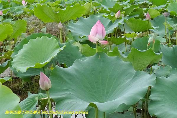 P1360594.jpg P1360594.jpg