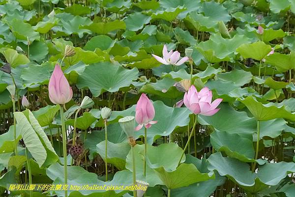 P1360597.jpg P1360597.jpg