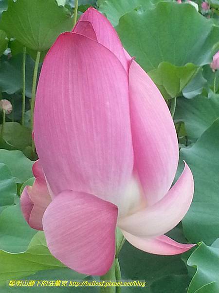 P1360603-1.jpg P1360603-1.jpg