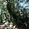 P1880132.jpg