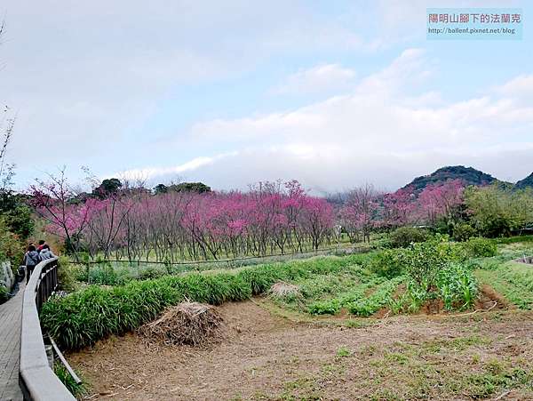 19 08 台北市北投區東昇步道 十八挖水圳步道 風尾步道賞櫻 陽明山腳下的法蘭克 痞客邦 19 08 台北市北投區東昇步道 十八挖水圳步道 風尾步道賞櫻 陽明山腳下的法蘭克 痞客邦