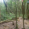 P1490533.jpg