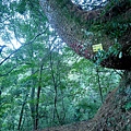 P1600887.jpg
