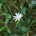 P1960825-1.jpg