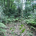 P1970335.jpg
