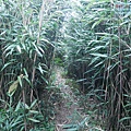 P2000119.jpg