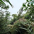 P2000130.jpg