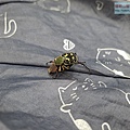 P1103850-2.jpg