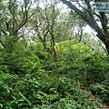 P1109647.jpg