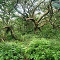P1109650.jpg