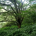 P1109685.jpg