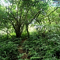 P1109686.jpg
