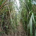 P1109700.jpg