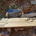 P1146910.jpg