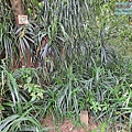 P1182536 (1).jpg
